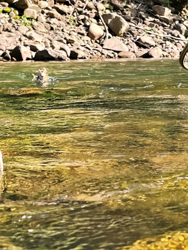 Elk River Conditions - Elkfisher's